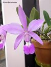 Cattleya walkeriana 